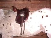 Holistic horse boarding & riding lesson facility with custom natural care, Dynamite nutrition products.  Massage, energy work, light therapy, saddle fit, animal communication, consultations on horse purchase, animal & human nutrition & wellness.